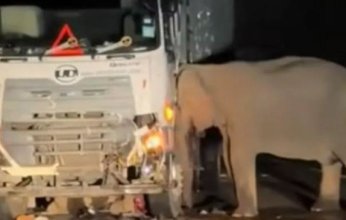 شاهد | بالفيديو.. أنثى فيل تحطّم شاحنة دهست صغيرها في ماليزيا