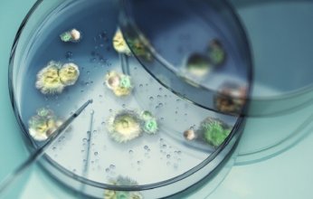 تغير المناخ ينذر أوروبا بانتشار فطر قاتل يهدد الصحة والغذاء