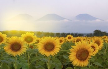 علماء يبتكرون لحماً نباتياً من دقيق عباد الشمس.. بروتين غني ومذاق محايد