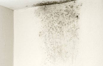 هل العفن المنزلي خطر حقيقي على الصحة؟.. خبراء يوضحون الحقائق