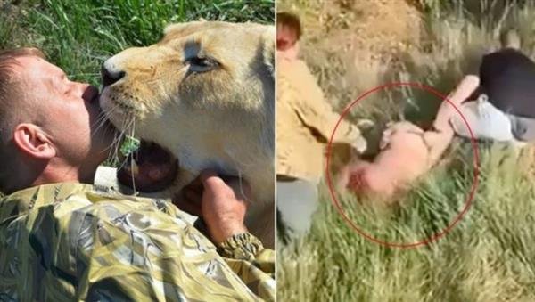 شاهد | بالفيديو.. لحظة هجوم أسد على مدربه الذي أنقذ حياته شاهد | بالفيديو.. لحظة هجوم أسد على مدربه الذي أنقذ حياته