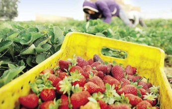 خطة طموحة لزيادة صادرات مصر الزراعية إلى 14 مليار دولار سنويًا بحلول 2030