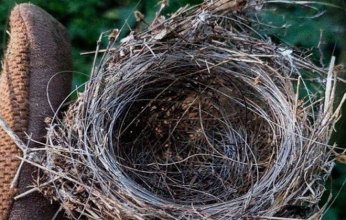 طيور تنسج أعشاشها من بقايا تكنولوجيا الحرب.. الألياف البصرية تتحوّل إلى مأوى في الخطوط الأمامية