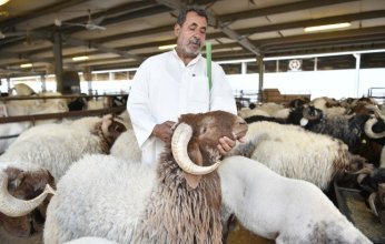 أهل الكويت يحيون شعيرة ذبح الأضاحي تقربا الى الله وتخفيفا للأعباء على الفقراء