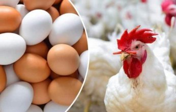 أسعار الدواجن والبيض في مصر اليوم.. الإثنين 9-6-2025