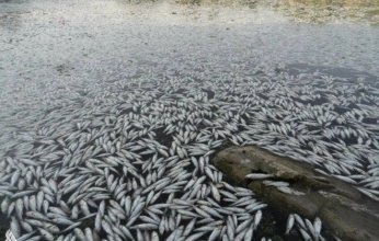 العراق.. نفوق غامض لآلاف الأسماك في هور "ابن نجم" يثير القلق البيئي في النجف