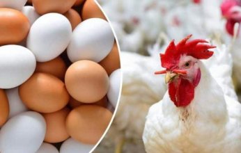 أسعار الدواجن والبيض في مصر اليوم.. الثلاثاء 17 يونيو 2025