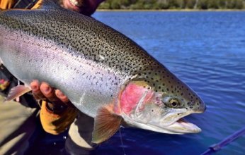 دراسة صادمة: الأسماك تشعر بالألم كالإنسان.. و"الاختناق الهوائي" أكثر طرق الذبح قسوة