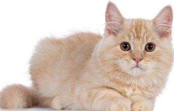 أغرب من الخيال.. قط أشقر يمنح روسية أكثر من 21 مليون روبل (تفاصيل)