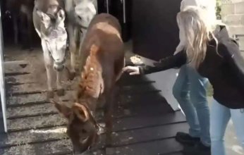 شاهد |بالفيديو.. إسرائيل تسرق حمير غزة وترحلهم إلى فرنسا وبلجيكا(تفاصيل)