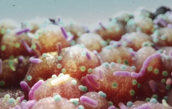 اختراق علمي غير مسبوق.. اكتشاف "حاسة سادسة" تربط بين الأمعاء والدماغ وتتحكم بالشهية والسلوك