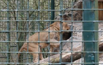 مشهد مرعب.. أسد ينقض على امرأة داخل حديقة حيوان بأستراليا (فيديو)