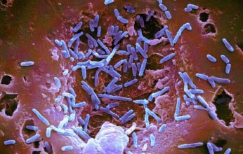 اكتشاف بكتيريا معوية تعزز فعالية العلاج المناعي للسرطان