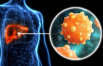 دراسة ألمانية تؤكد خطورة فيروس التهاب الكبد E لمهاجمته خلايا الكلى