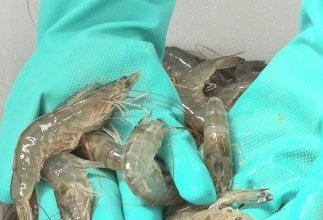 معهد الأبحاث: نجاح إنتاج وتسويق الروبيان المستزرع محليا للعام الرابع تعزيزا للأمن الغذائي