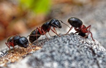 جحافل النمل العملاق "تابينوما ماغنوم" تغزو بريطانيا وتهدد البنية التحتية.. ماذا يحدث؟