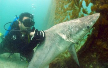 فريق الغوص الكويتي: القرش و(الدول) تظهر بكثرة في بحر الكويت صيفا لارتفاع حرارة الماء