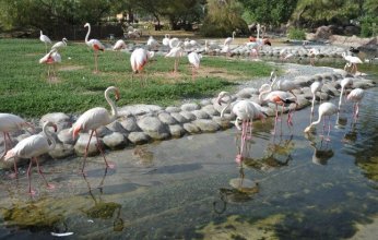 مملكة البحرين تستكمل مبادراتها المستدامة محليا ودوليا للحفاظ على البيئة ومكافحة التغيرات المناخية