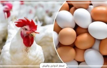 أسعار الدواجن والبيض في مصر اليوم.. الأحد 13 يوليو 2025