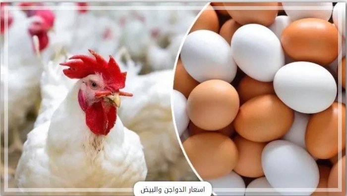 أسعار الدواجن والبيض في مصر اليوم.. الأحد 13 يوليو 2025 أسعار الدواجن والبيض في مصر اليوم.. الأحد 13 يوليو 2025