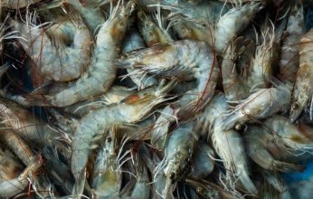 ابتكار إماراتي يحوّل مخلفات الروبيان إلى أداة فعّالة لمكافحة التغير المناخي