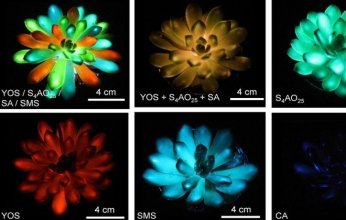 ابتكار صيني.. نباتات عصارية تتوهج في الظلام وتضيء المحيط من تلقاء نفسها