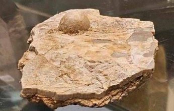 العثور على لؤلؤة متحجرة عمرها 100 مليون عام في أستراليا