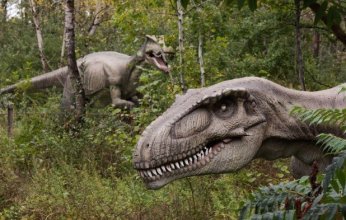 المغرب.. اكتشاف أسنان متحجرة لديناصورات عملاقة فى مدينة بولمان