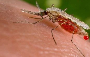 أمراض خطيرة قد تنقلها لدغات البعوض.. ماذا نعرف عنها؟