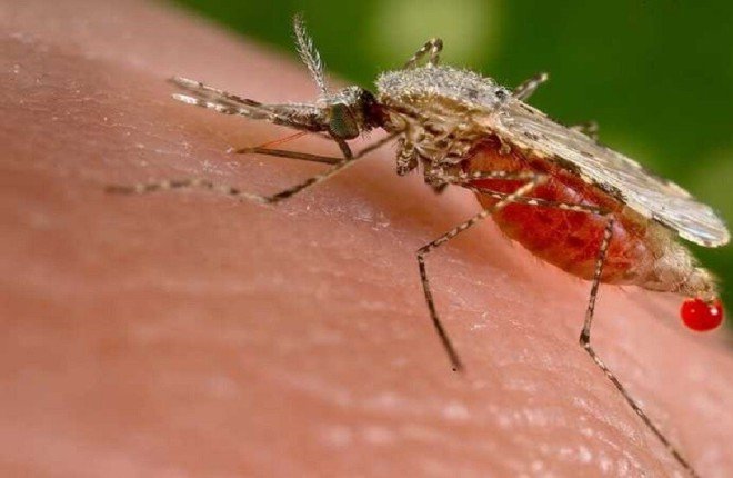 أمراض خطيرة قد تنقلها لدغات البعوض.. ماذا نعرف عنها؟ أمراض خطيرة قد تنقلها لدغات البعوض.. ماذا نعرف عنها؟