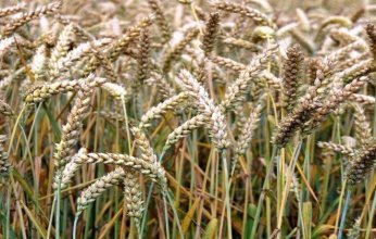 ابتكار أصناف من القمح قادرة على إنتاج السماد بنفسها