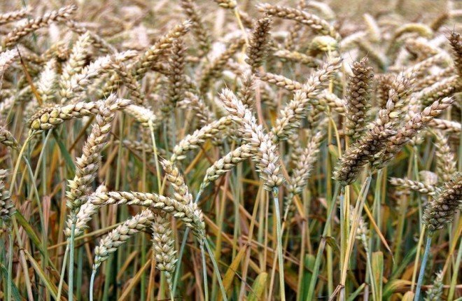 ابتكار أصناف من القمح قادرة على إنتاج السماد بنفسها ابتكار أصناف من القمح قادرة على إنتاج السماد بنفسها