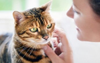 دراسة حديثة تفتح أبواب الأمل: علاج السرطان قد يكون مخبأ في القطط المنزلية