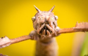 اكتشاف حشرة عملاقة في قمم الأشجار بأستراليا.. الأثقل في البلاد وطولها 40 سم