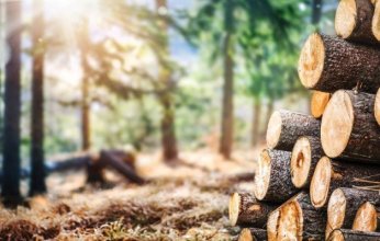 غرفة الأخشاب: 350 مليون دولار صادرات متوقعة بنهاية العام الجاري