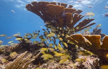 العلماء يدقون ناقوس الخطر: 70% من شعاب الأطلسي المرجانية مهددة بالانهيار بحلول منتصف القرن