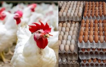 أسعار الدواجن والبيض في مصر اليوم.. الأربعاء 3 سبتمبر 2025