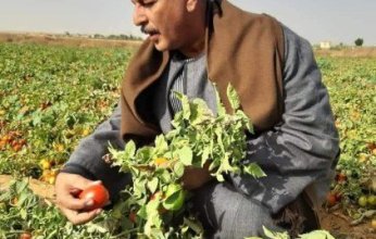 نقيب الفلاحين بمصر: ارتفاع أسعار الطماطم مؤقت