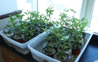 الهيئة العامة للبيئة: مستمرون في إعادة تأهيل البيئة الساحلية الكويتية عبر استزراع (المانغروف)