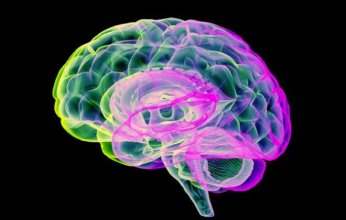 اكتشاف بروتين قد يفتح الباب لعلاج فقدان الذاكرة المرتبط بالتقدم في العمر