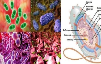 علماء روس يكشفون سر بكتيريا بدائية ساهمت في نشوء الغلاف الجوي للأرض