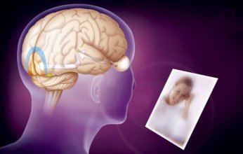 بعد 40 عامًا من البحث.. اكتشاف الجزيء الذي يحافظ على الذاكرة طويلة الأمد في الدماغ