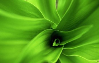 نباتات منزلية تحارب العفن وتقلّل الرطوبة في أجواء الشتاء