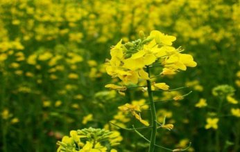 الخردل.. أكثر من مجرد تابل: كنز غذائي يعزز المناعة ويحمي القلب