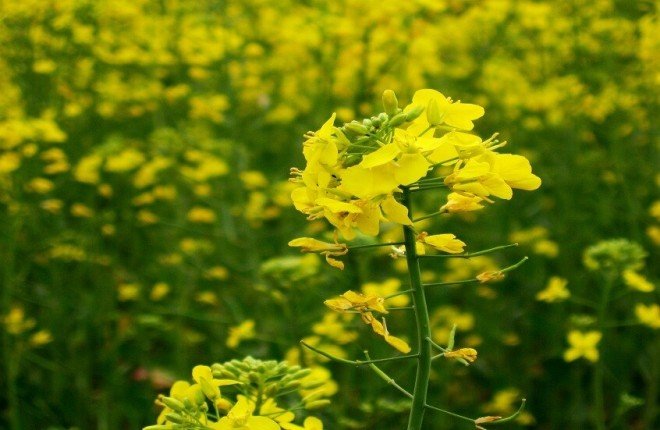 الخردل.. أكثر من مجرد تابل: كنز غذائي يعزز المناعة ويحمي القلب الخردل.. أكثر من مجرد تابل: كنز غذائي يعزز المناعة ويحمي القلب