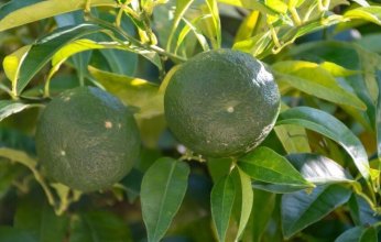 اكتشاف "سلاح طبيعي" يحمي الكبد من أضرار السمنة