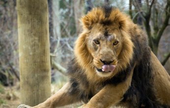 لماذا تم إعدام 13 أسدا بحديقة الحيوان بمصر.. اعرف السبب