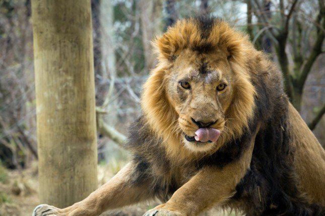 لماذا تم إعدام 13 أسدا بحديقة الحيوان بمصر.. اعرف السبب لماذا تم إعدام 13 أسدا بحديقة الحيوان بمصر.. اعرف السبب