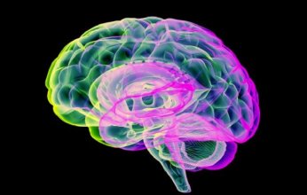 دراسة.. شكل الدماغ قد يكشف خطر الإصابة بالخرف قبل سنوات من ظهوره