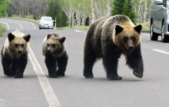 هجمات الدببة تثير الرعب في شمال اليابان بعد مقتل عدد من السكان